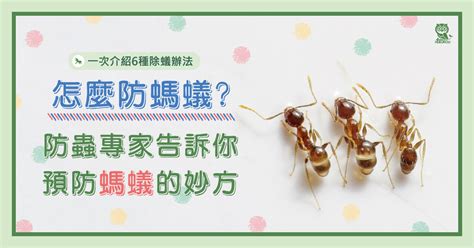 螞蟻入侵房間|怎麼防螞蟻？螞蟻大軍怕什麼？居家螞蟻防治專家告訴。